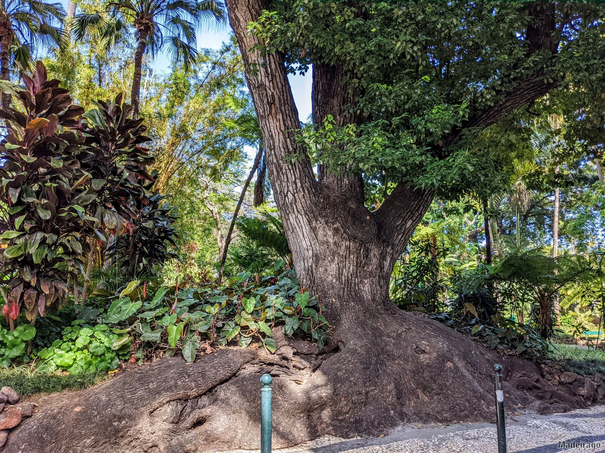 Funchal - centrum