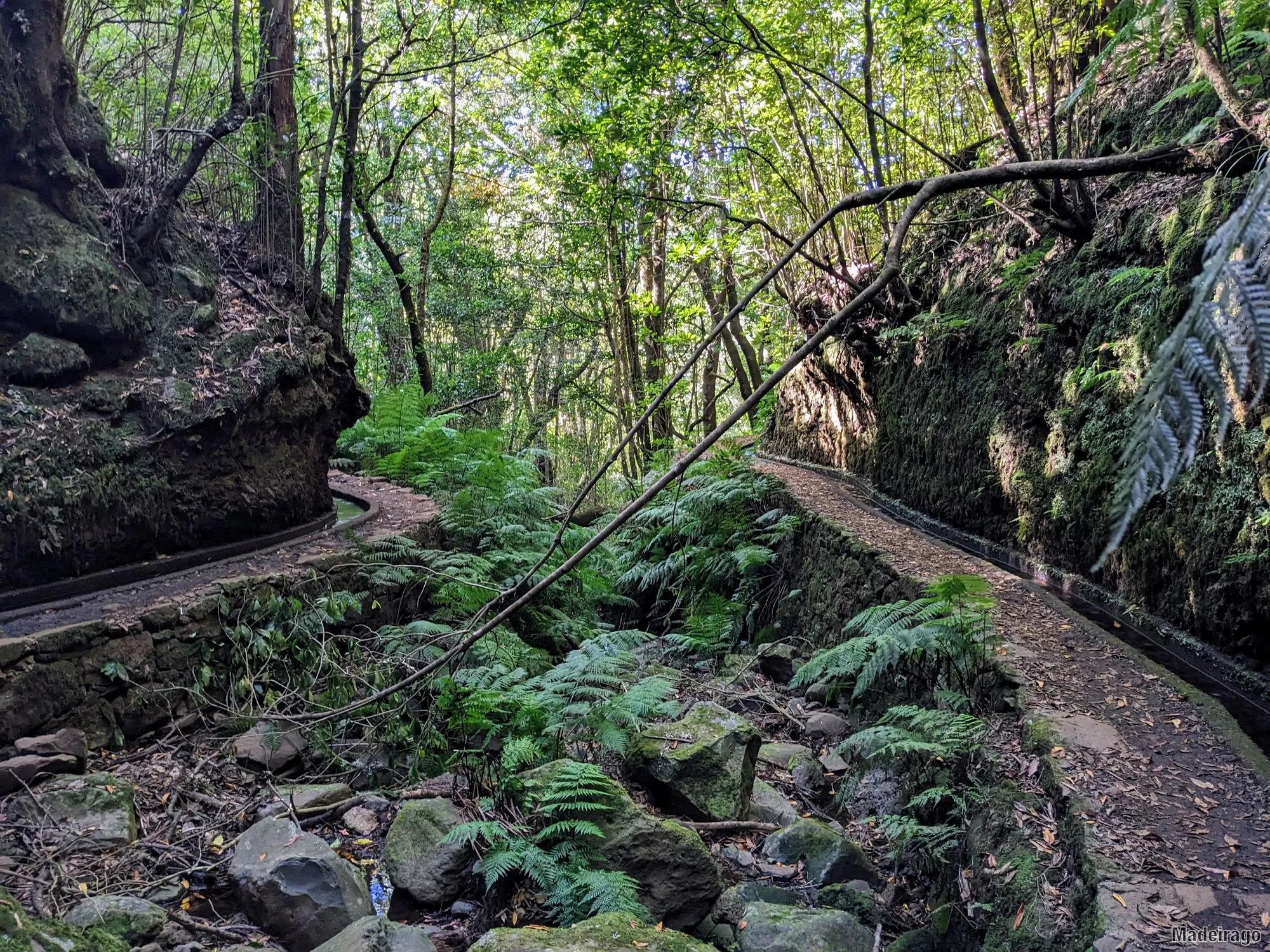 Levada dos Cedros