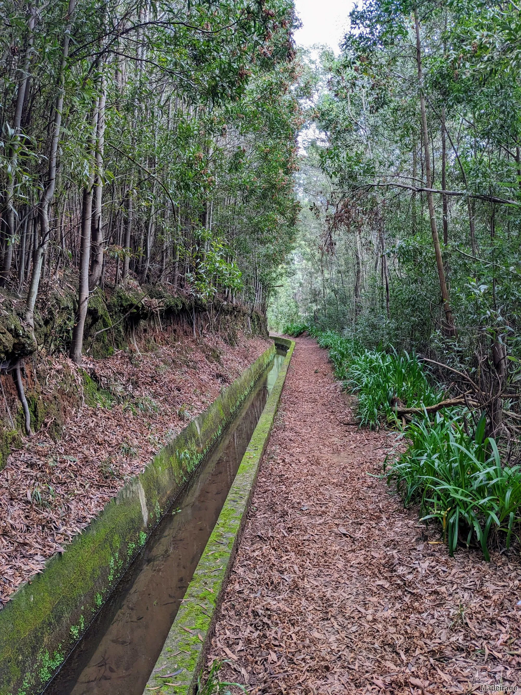 Levada dos Tornos - směr Santo da Serra