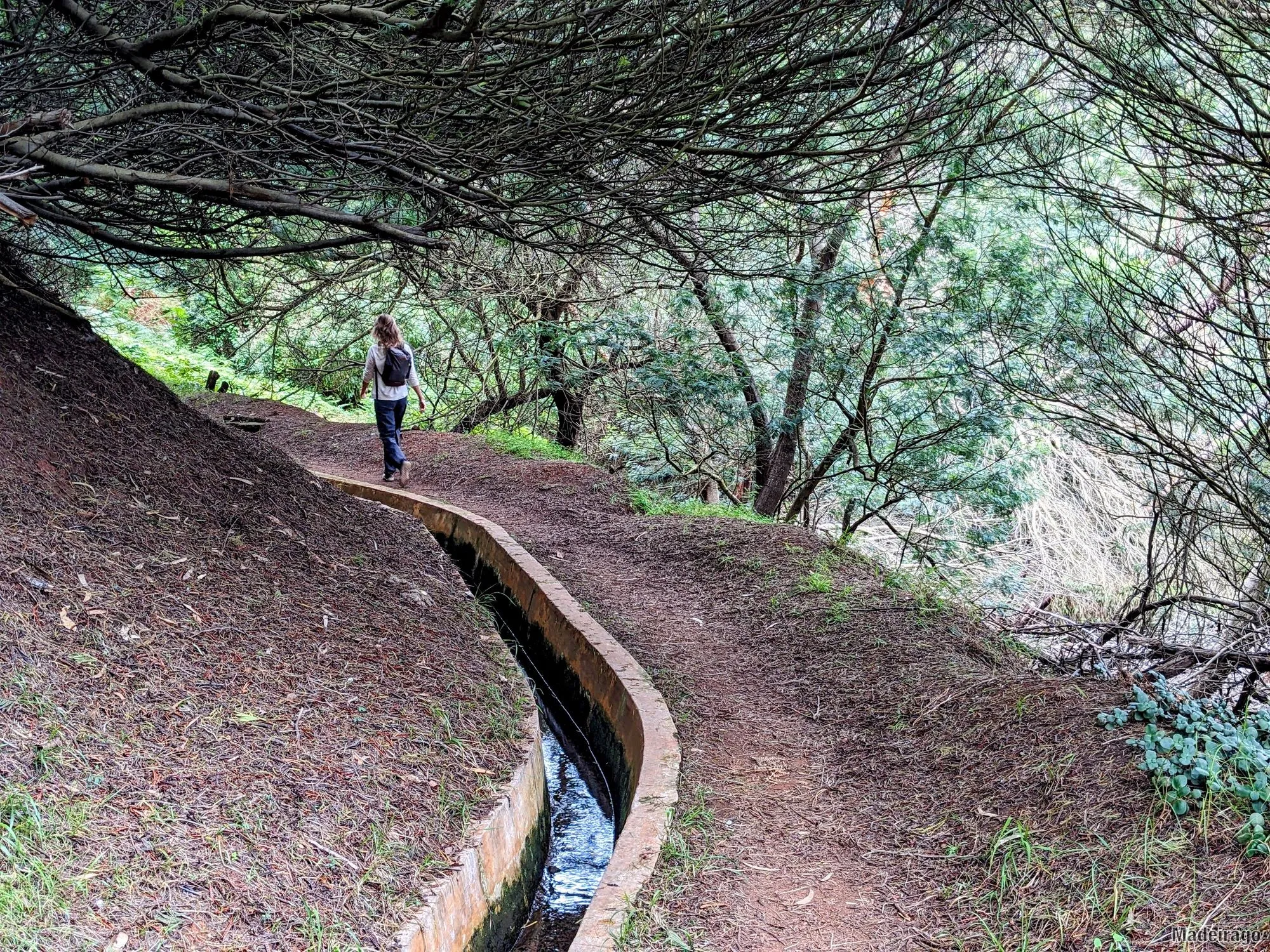 Levada do Caniçal