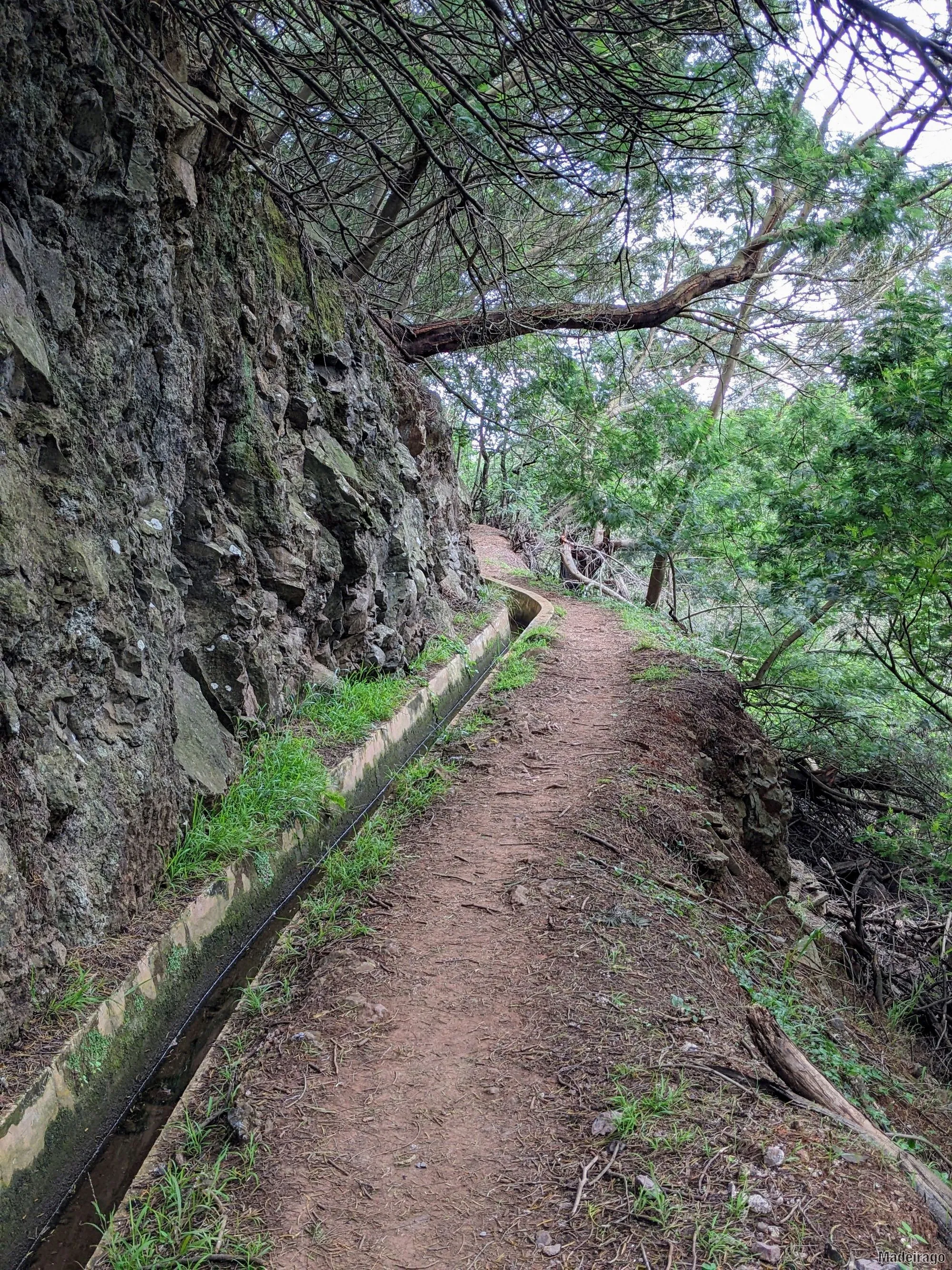 Levada do Caniçal