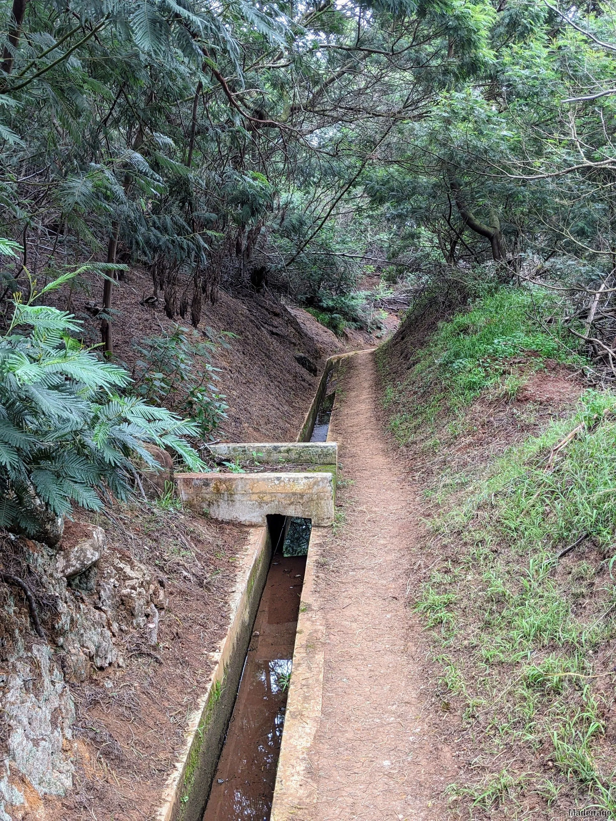 Levada do Caniçal