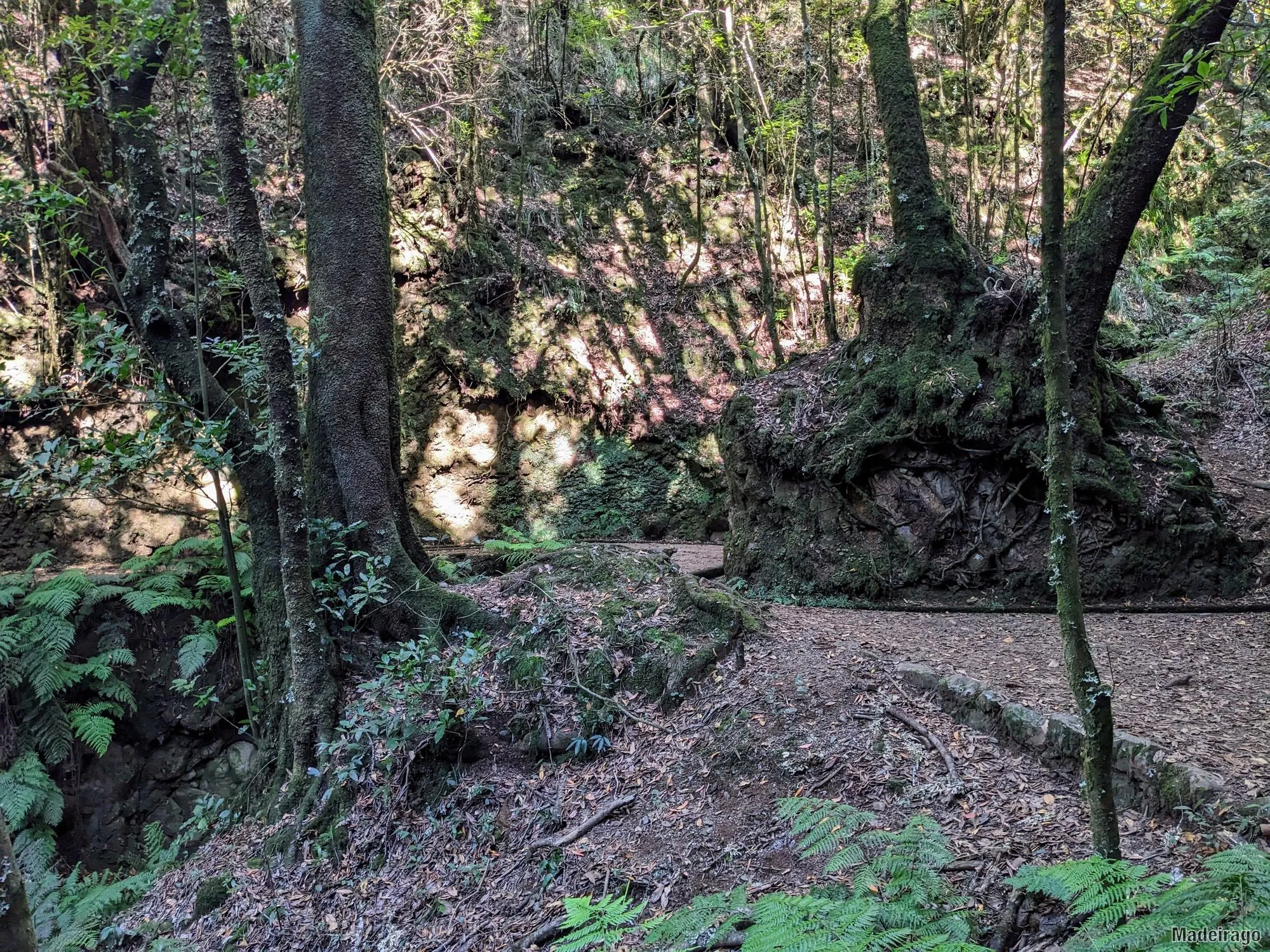 Levada dos Cedros