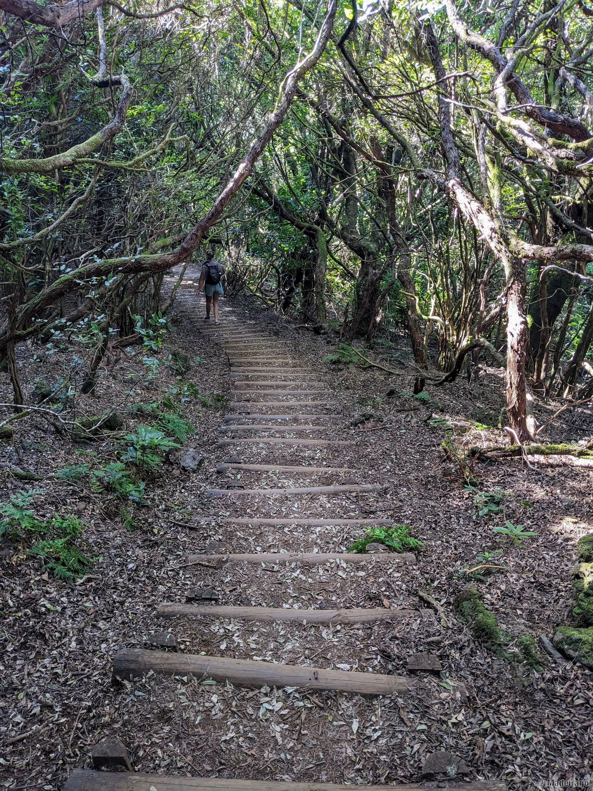 Levada dos Cedros