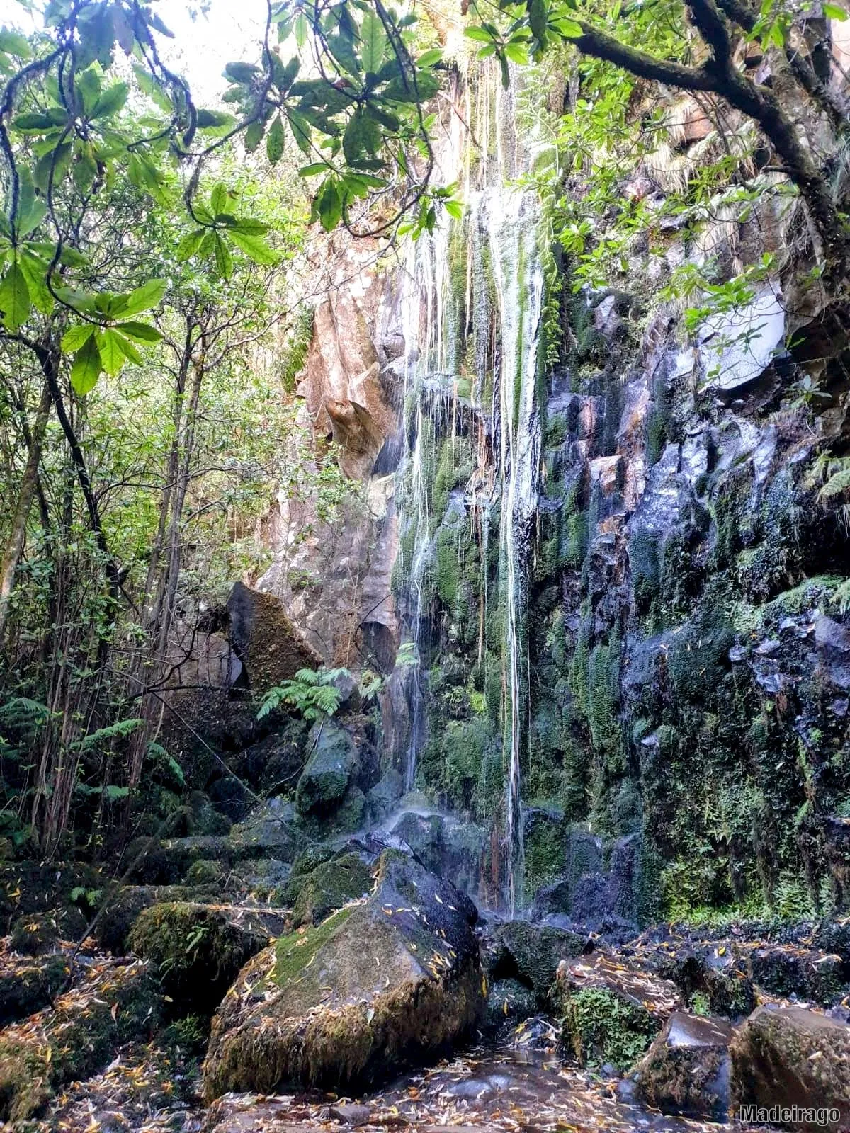 Levada dos Cedros