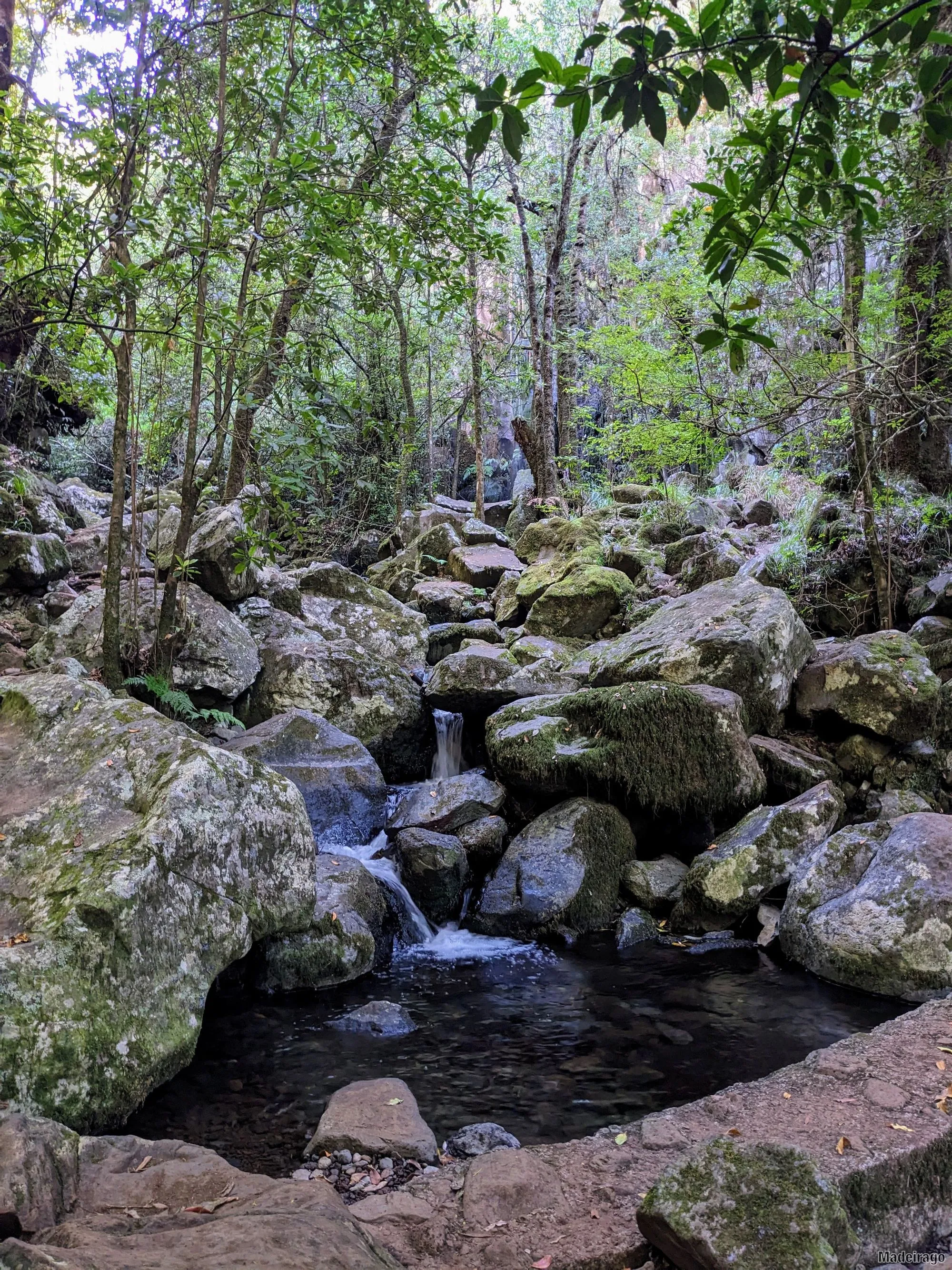 Levada dos Cedros