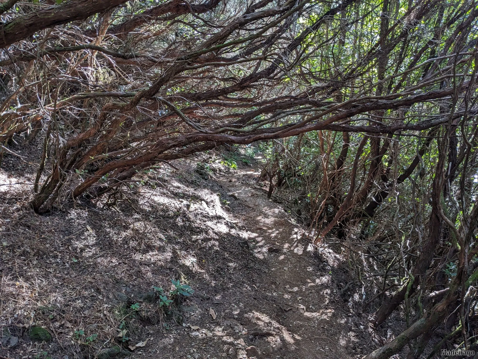 Levada dos Cedros