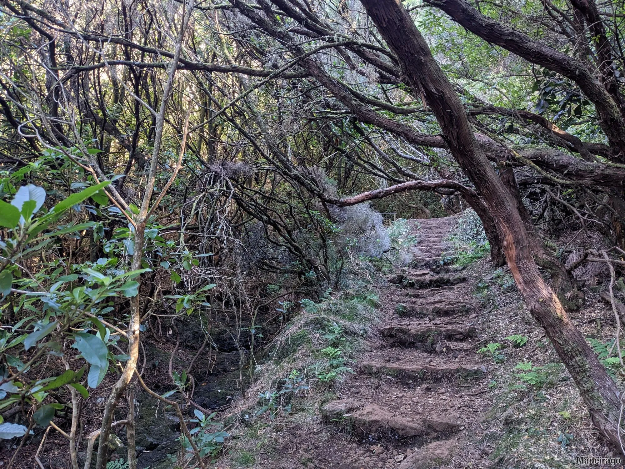 Levada dos Cedros