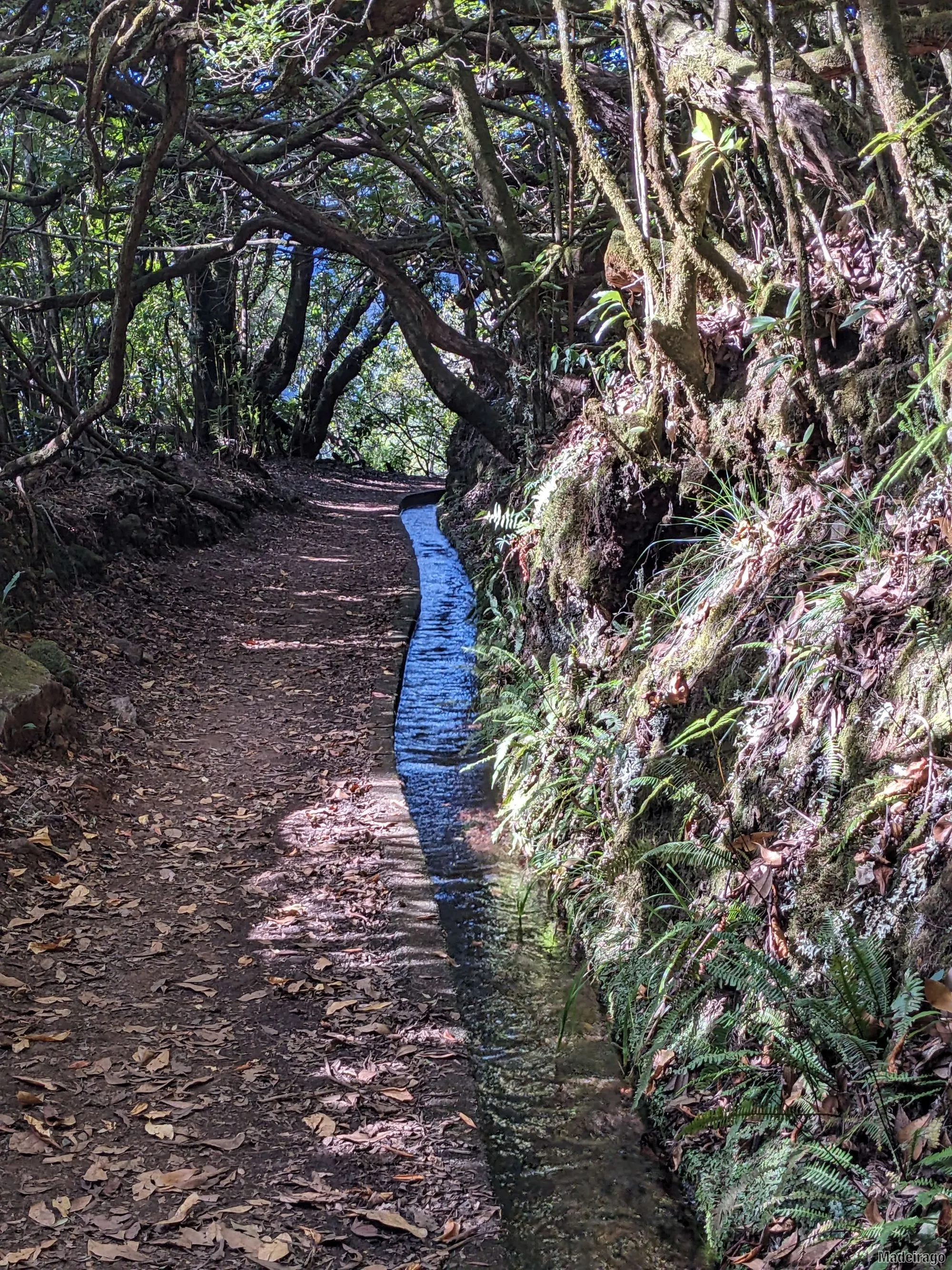 Levada dos Cedros