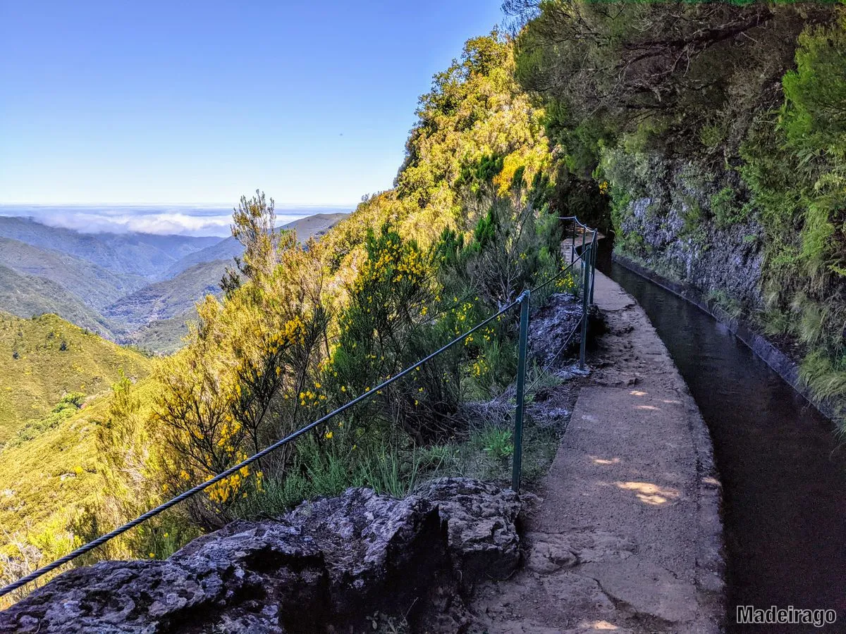 Madre da Levada do Alecrim