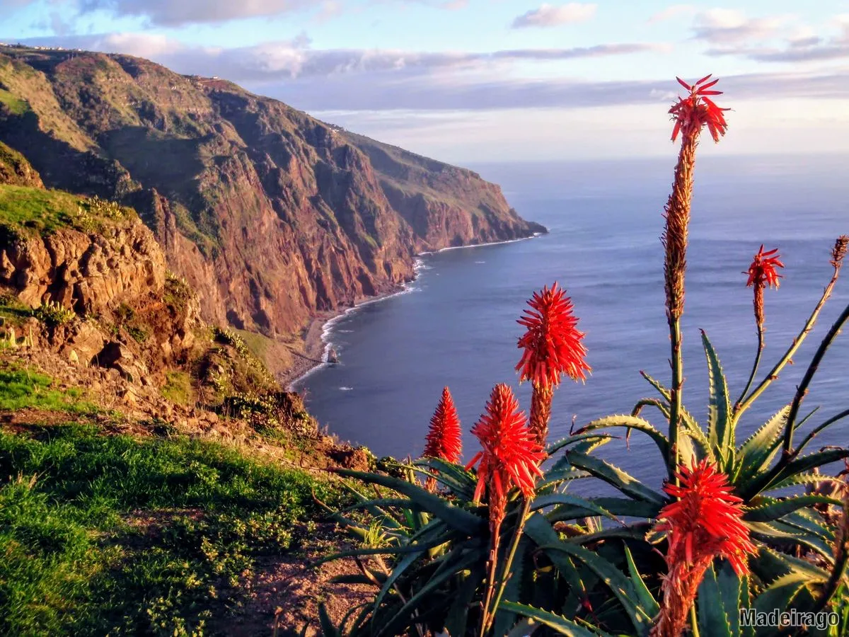 Ponta do Pargo