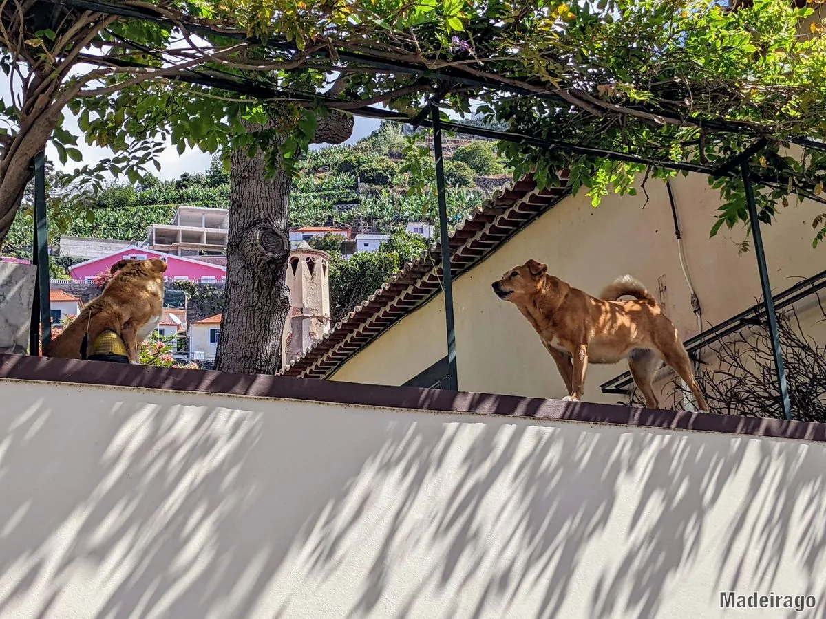 Psi na Madeiře - (dogs in Madeira)