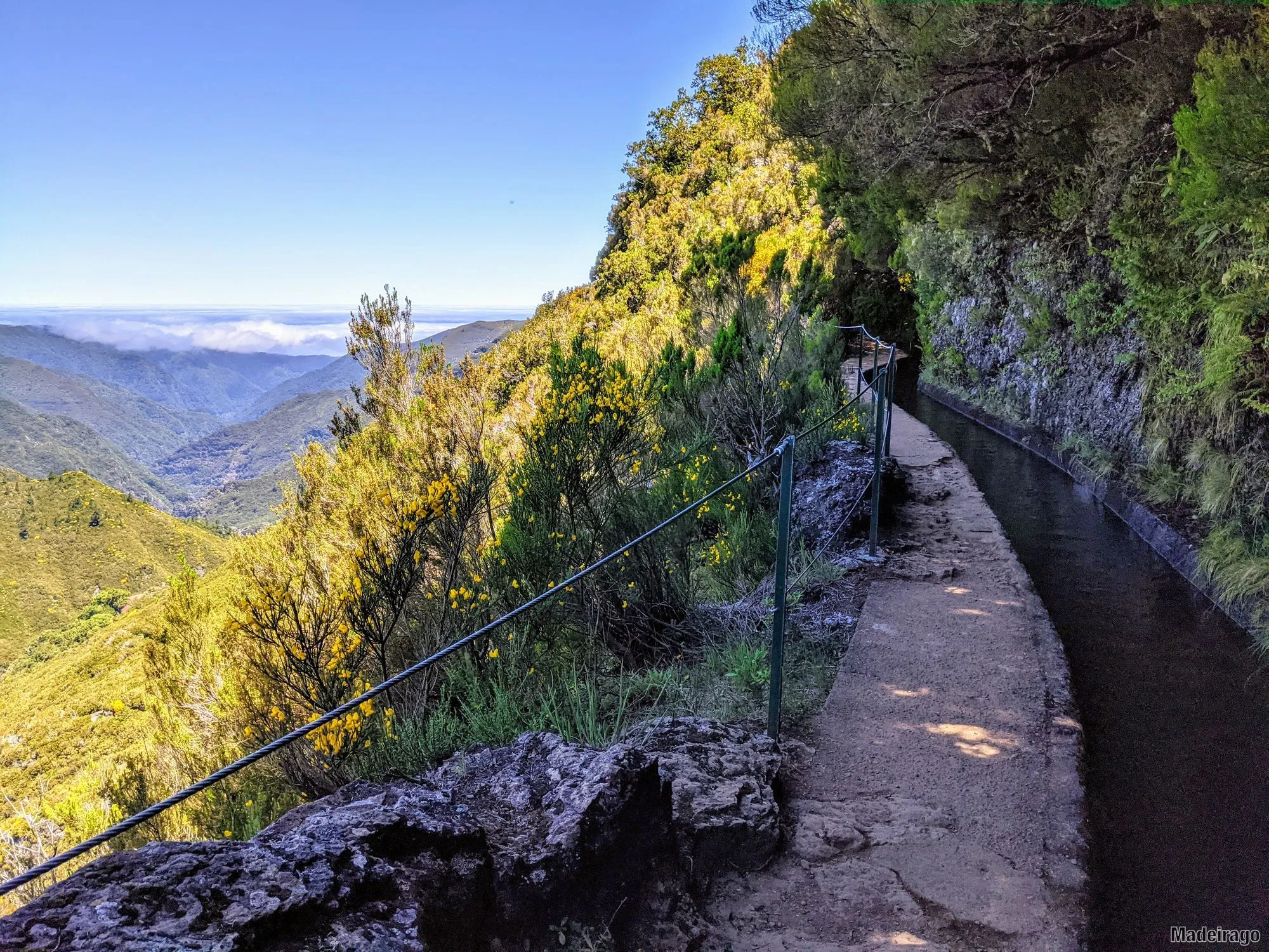 Madre da Levada do Alecrim