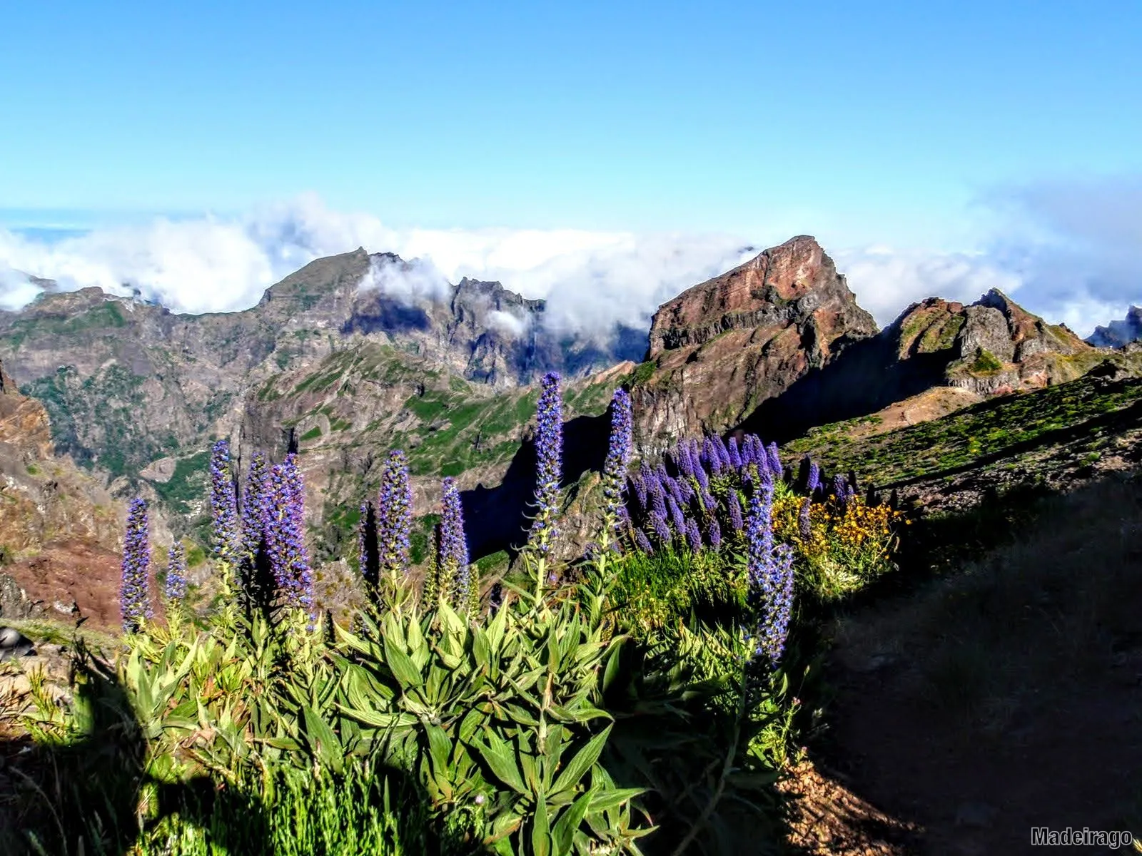 Fauna a flora na Madeiře