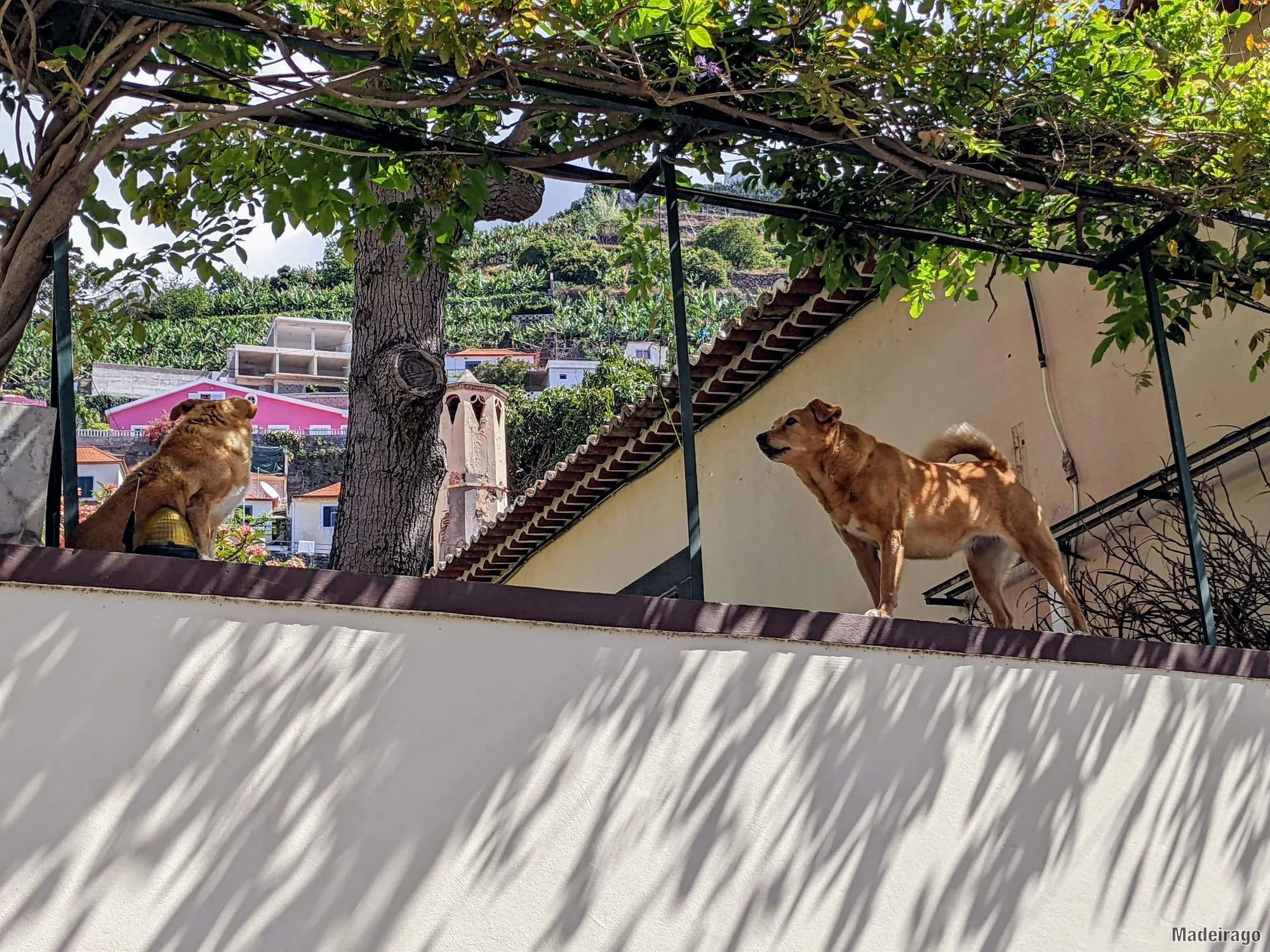 Psi na Madeiře