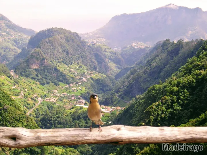 Levada dos Balcões