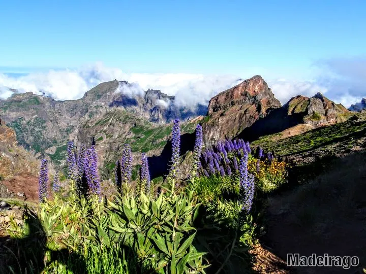 Fauna a flora na Madeiře