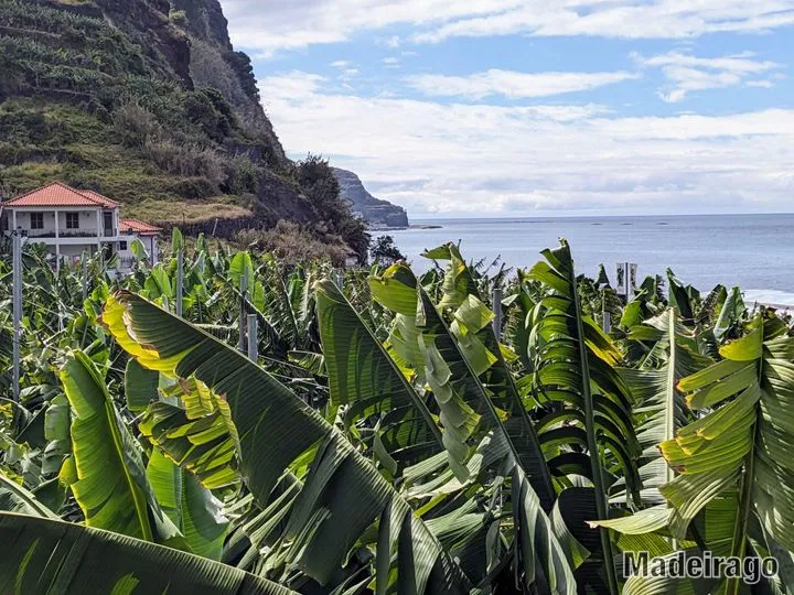 Banana Museum of Madeira (BAM)